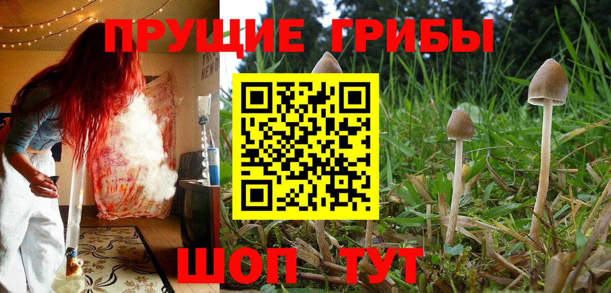 Сосновый Бор  Галлюциногенные грибы Cubensis  Вход с VPN 