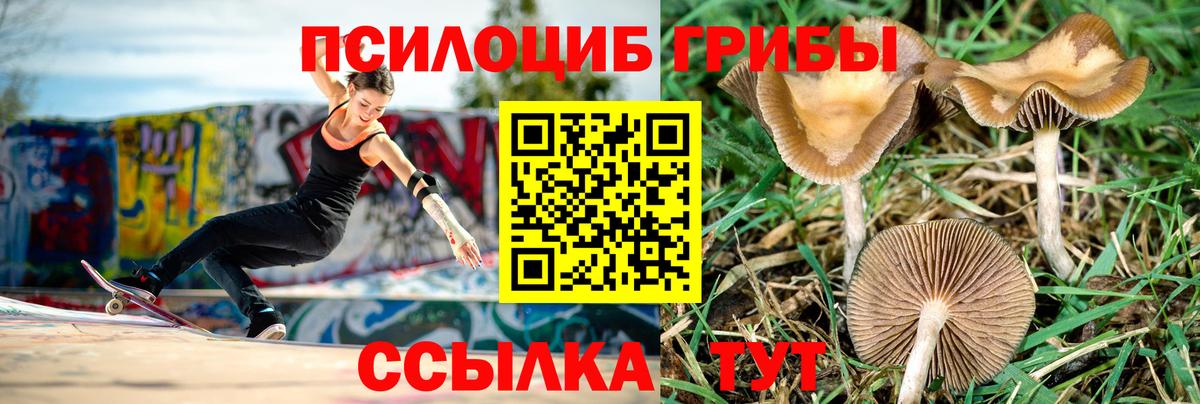 Галлюциногенные грибы Cubensis Сосновый Бор